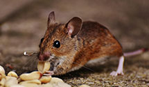 24 Hour & Emergency Exterminators in Pawtucket, RI
